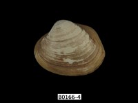 藏品(方形蹄蛤)的圖片